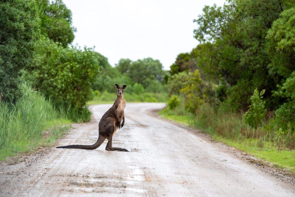 kangaroo australia