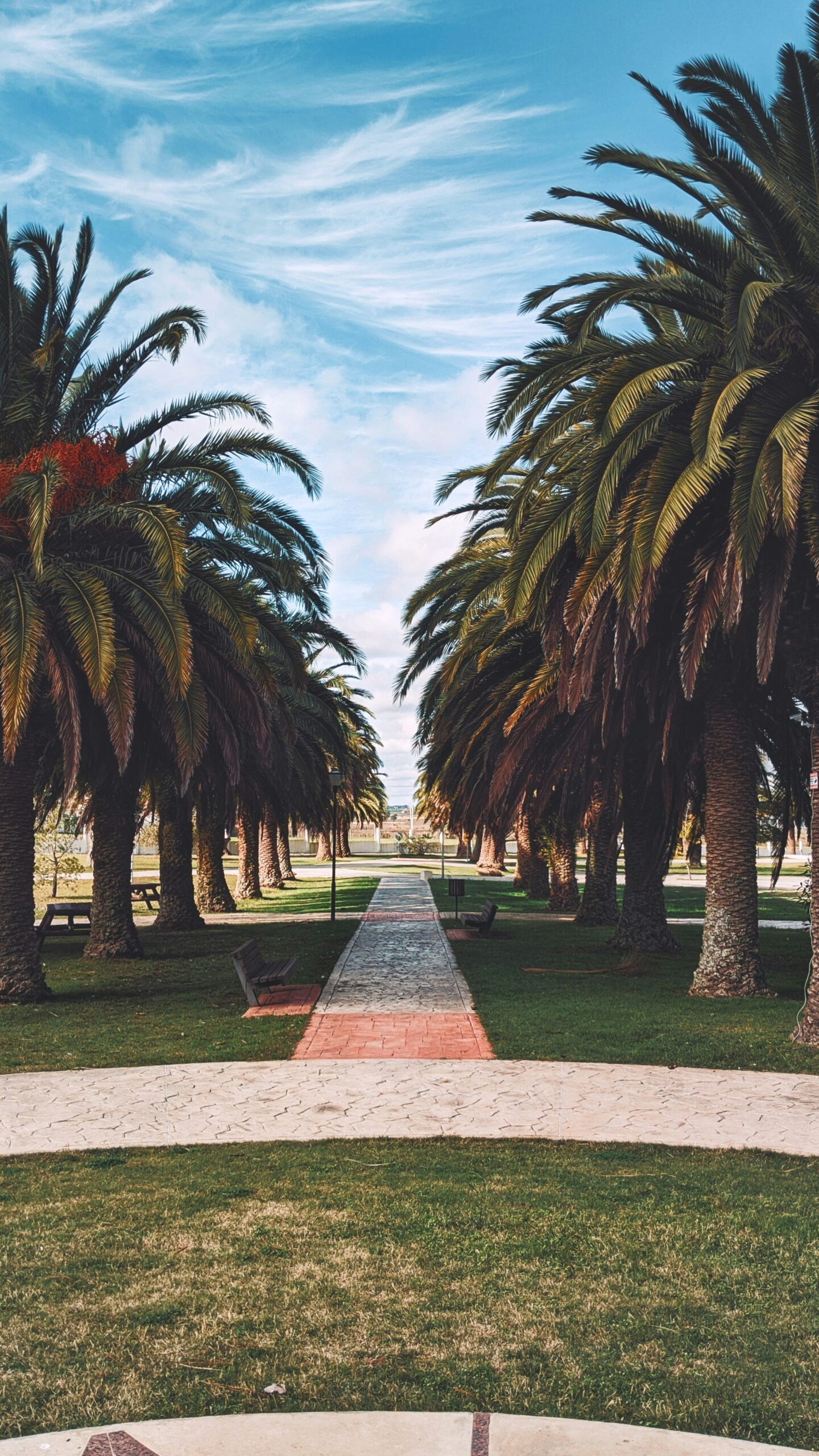 Palm trees in Montevideo Uruguay