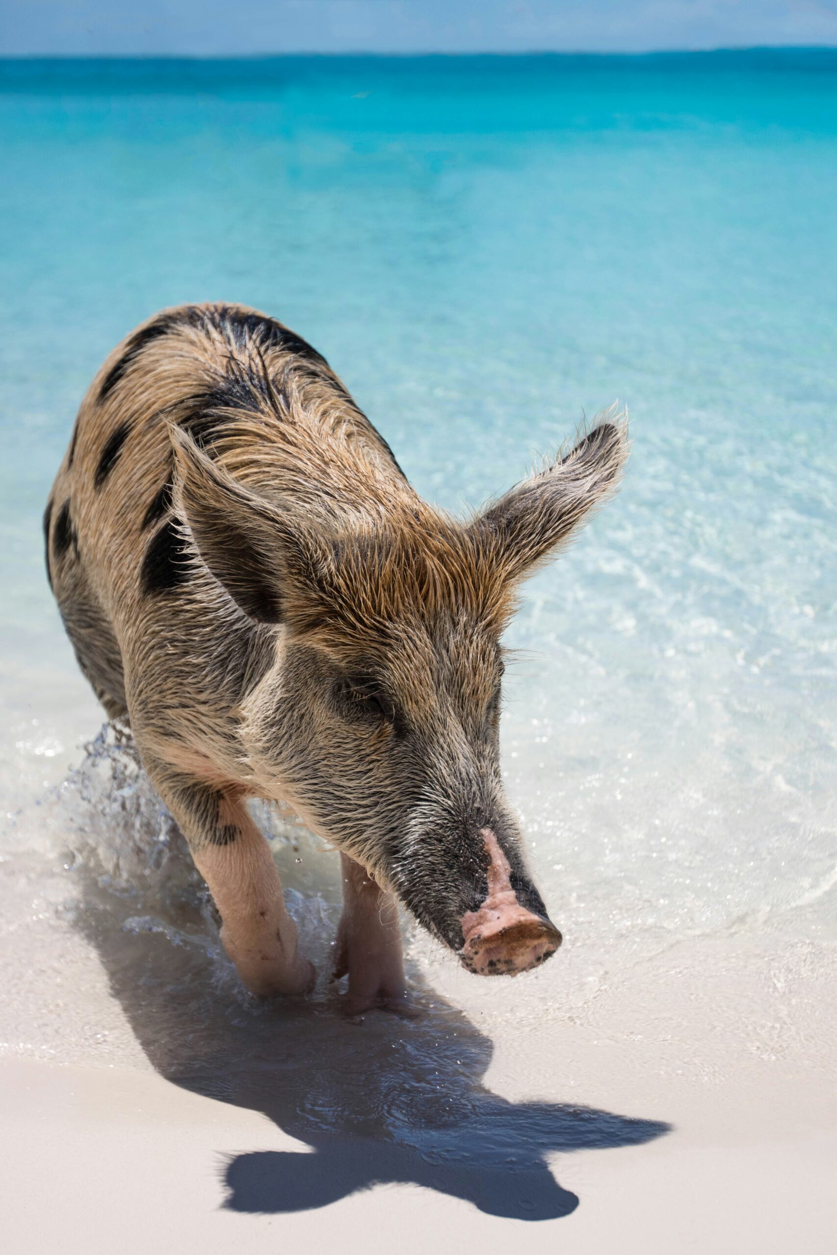 Pig on the beach in the Bahamas