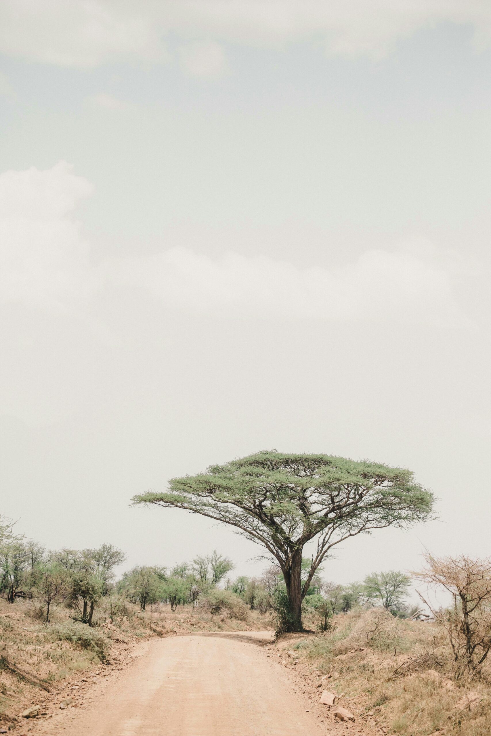 African countries offering digital nomad visas