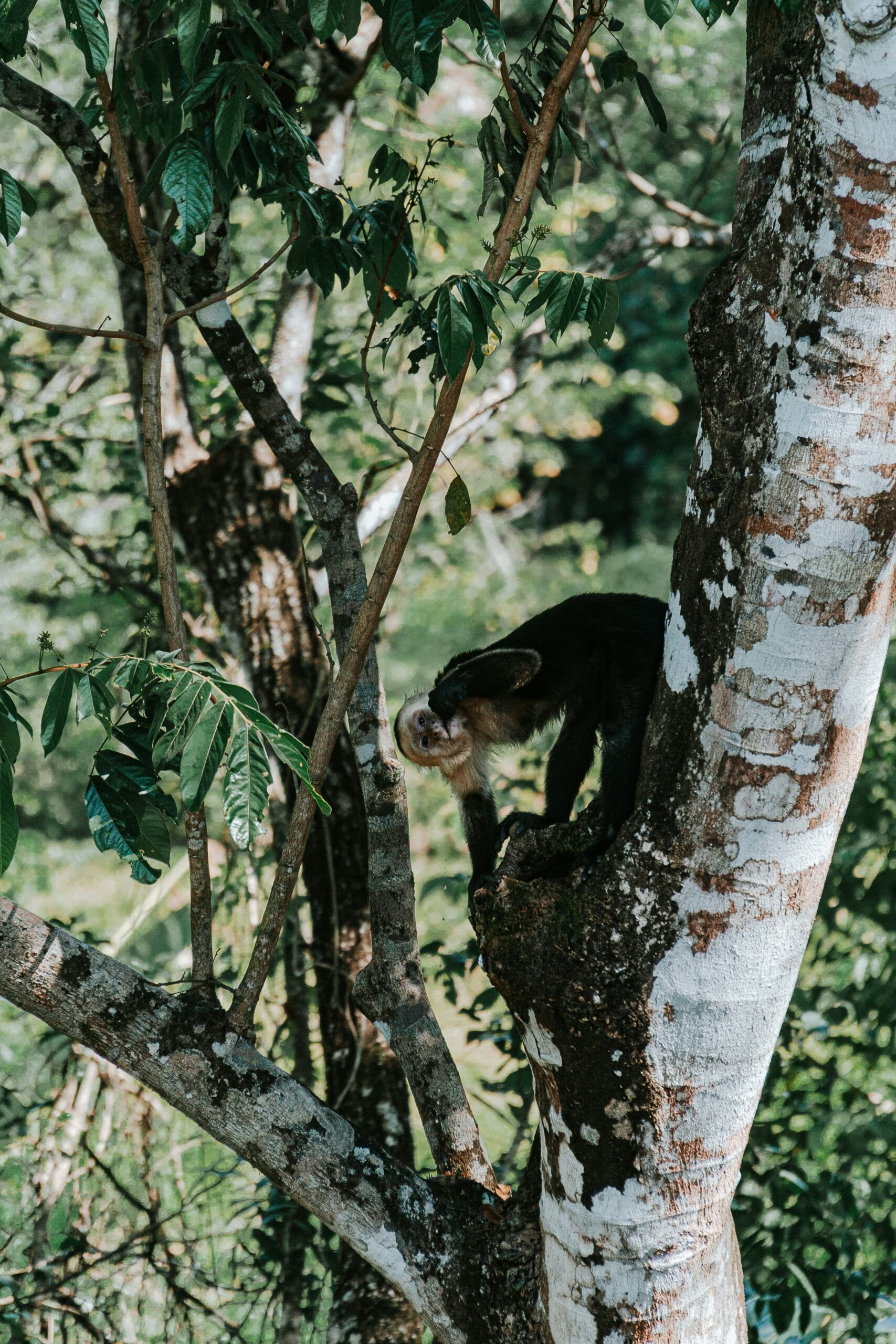 Costa Rica is one of the territorial tax countries