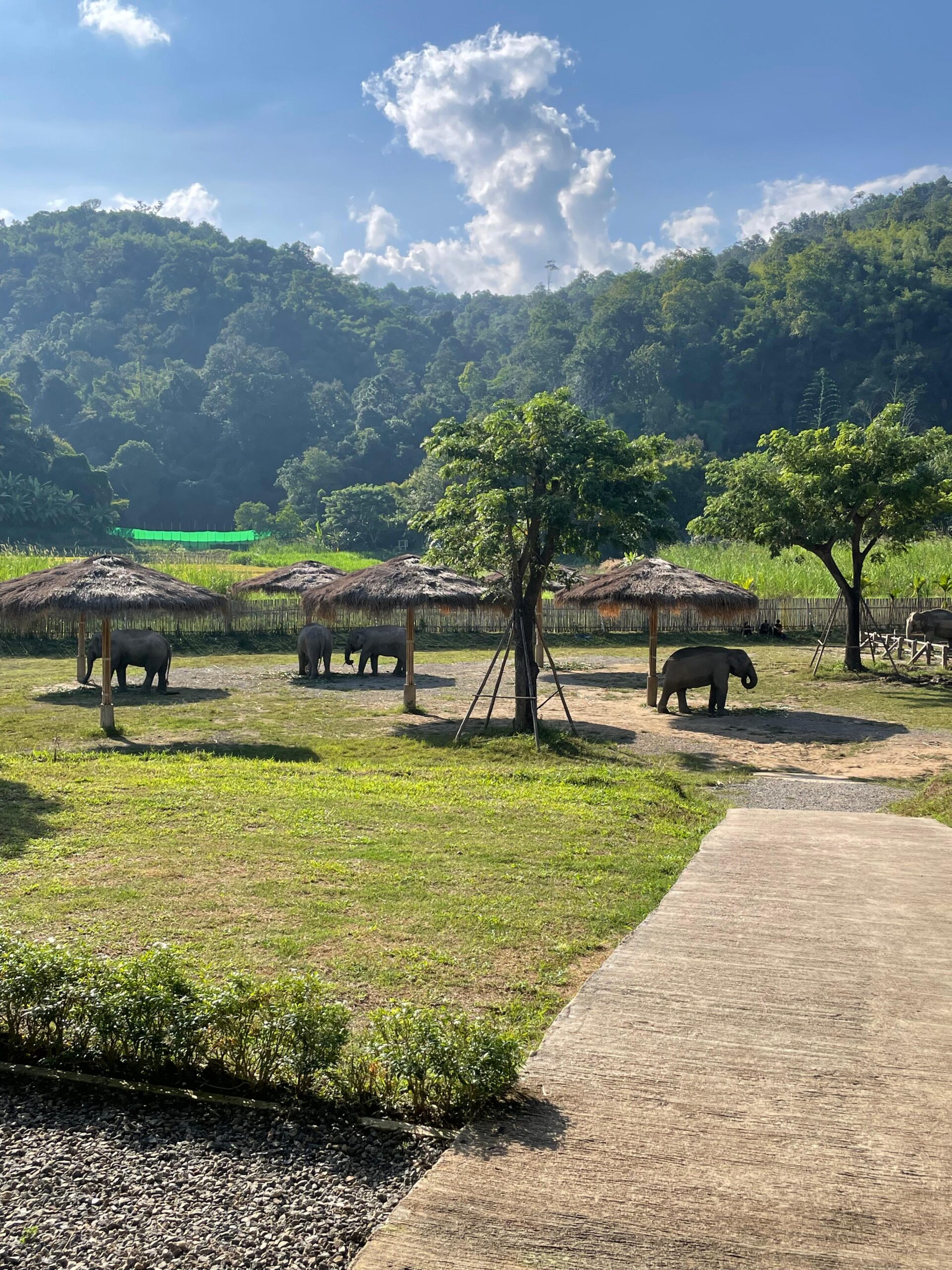 Elephants in Thailand