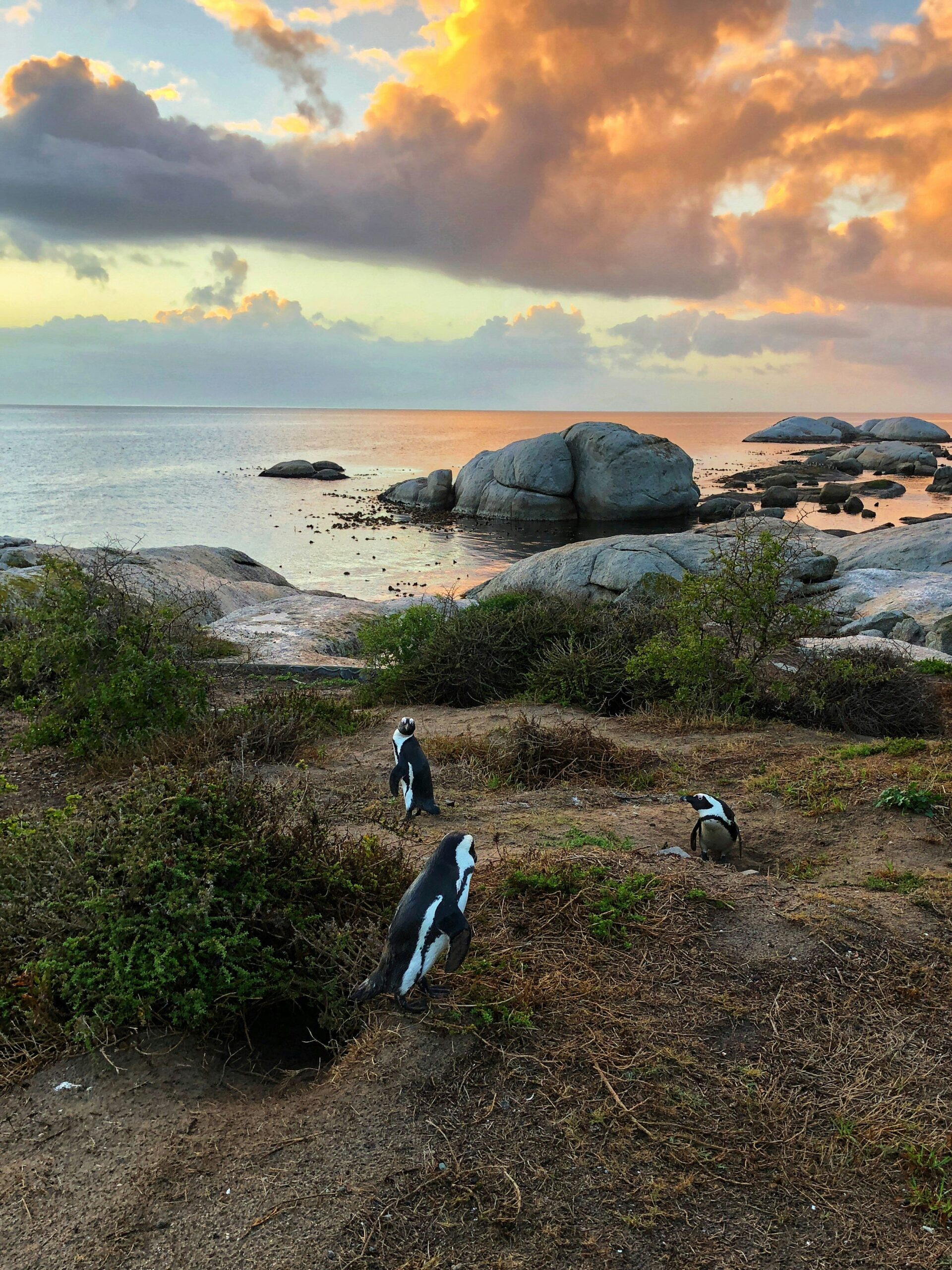 Visit the penguins in Cape Town if you have tax residency in South Africa