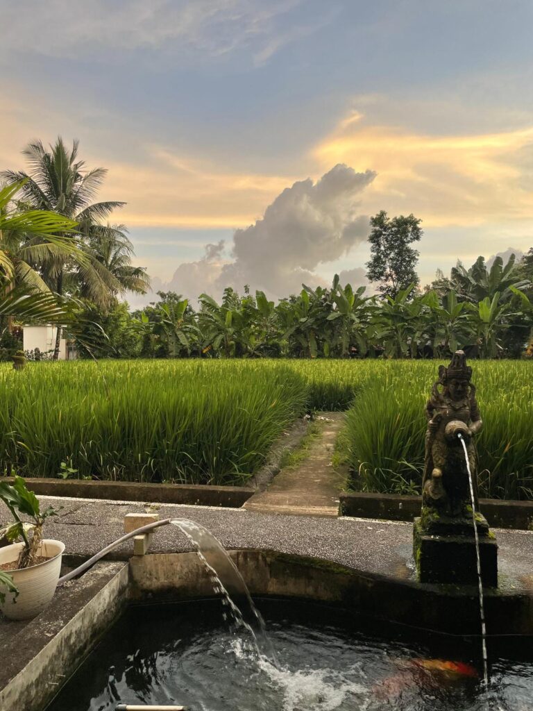 Rice fields Bali Indonesia